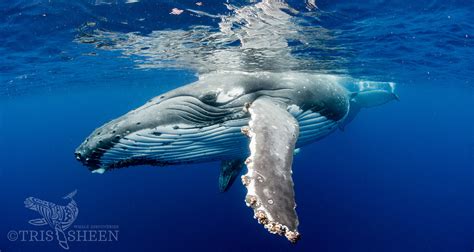 Whale Discoveries diversifying. 